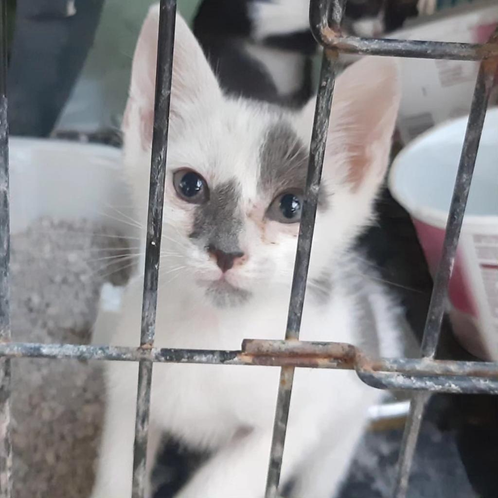 CatmurDe's tweet photo. 🆘Siguen apareciendo camadas y más camadas

🥺Ahora mismo tenemos a estos 4 pequeños (+1 vaquita que no se deja hacer fotos 😂) 

⚠️Es una época complicada para adopciones, por eso necesitan toda la difusión posible

📍Murcia, pueden viajar

📧 info@catmur.es
📱626925223

💚RT💚 https://t.co/BIyUx7XOae