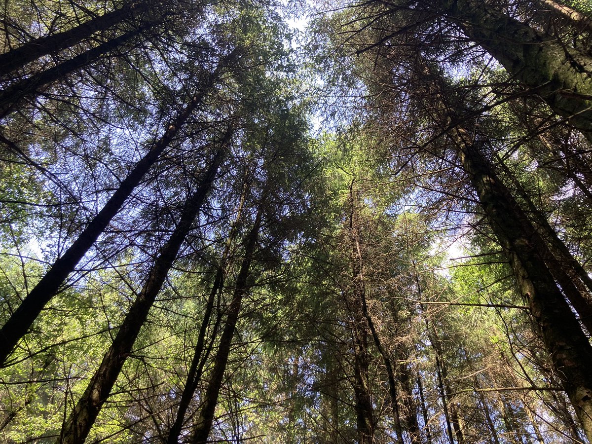 MarketplaceandI's tweet image. What a fantastic couple of days we had at the @forestofbowland &amp;amp; @AccessTheDales_ #AccessForAllConference. The artworks looked spectacular alfresco! And we  also had great fun learning #CharcoalDrawing - @KillianOLeary was very good at this! #AbilityOverDisability @LumsMarketing