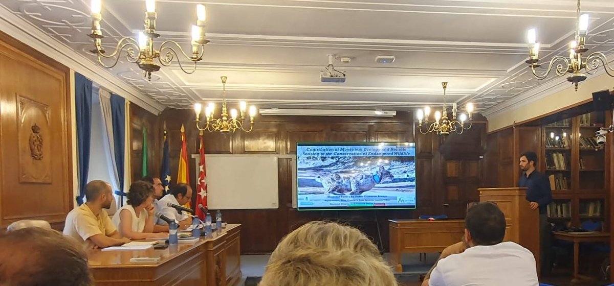 javi_ferlop's tweet image. Such a great time being a jury member for the PhD dissertation of Pablo Cisneros-Araujo @pabcis at @ECOGESFOR. I learnt a lot about movement ecology and remote sensing 🛰 to guide the conservation of Iberian lynx 🐯, Cantabrian bear 🐻 and more! see a summary here 👇 #rstats