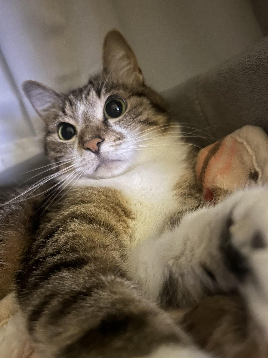 昨日は優しいお言葉ありがとうございます！今日は昨日より体調回復してきました。
明日はまぐの誕生日です。ウォールステッカー買ってみたらBIRTHDAYではなくHOLIDAYでした…😅どうしよう…