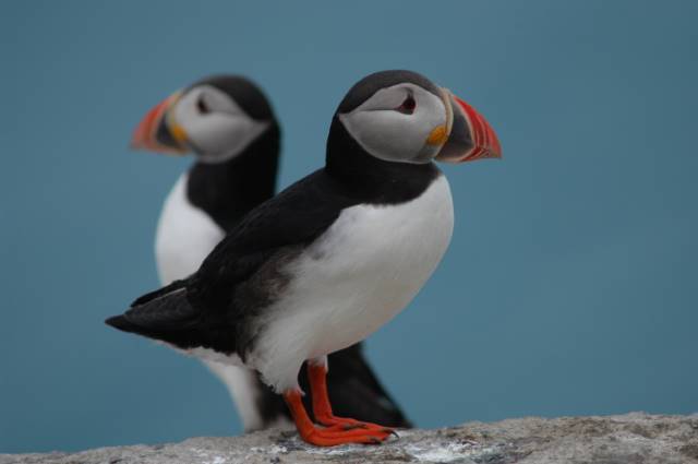 Ledig postdoktorstilling i prosjektet “Spatial population dynamic in seabirds” i Tromsø. 

nina.attract.reachmee.com/jobs/57-postdo…