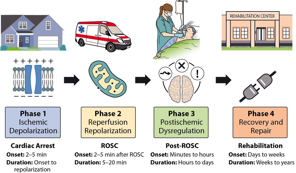 AHA Science (@ahascience) on Twitter photo Published today, Improving Outcomes After Post–Cardiac Arrest Brain Injury: A Scientific Statement From <a href="/Ilcor_org/">ILCOR</a>
📸 Mechanistic phases of post–cardiac arrest brain injury.
✍🏽 <a href="/perkins_gd/">Gavin Perkins</a> <a href="/Lim_ShirLynn/">ShirLynn</a> @Mypster2 @CEREBRI_UBC <a href="/jas_soar/">Jasmeet Soar</a> <a href="/CHsu1012/">Cindy Hsu</a> @keithcouper @olasveengen Published today, Improving Outcomes After Post–Cardiac Arrest Brain Injury: A Scientific Statement From <a href="/Ilcor_org/">ILCOR</a>
📸 Mechanistic phases of post–cardiac arrest brain injury.
✍🏽 <a href="/perkins_gd/">Gavin Perkins</a> <a href="/Lim_ShirLynn/">ShirLynn</a> @Mypster2 @CEREBRI_UBC <a href="/jas_soar/">Jasmeet Soar</a> <a href="/CHsu1012/">Cindy Hsu</a> @keithcouper @olasveengen