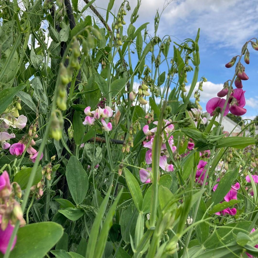 pottyplotters's tweet photo. In the latest plotcast everlasting sweet peas
Available here https://t.co/h8Etz2hGjP
If you enjoy the Plotcast and would like to leave us a tip head to https://t.co/04Mr3v96HB
#allotment #allotmentlife #gyo #growyourown #pottyplotters #naughtycorner #learning #mentalhealth #veg https://t.co/n7KnMjnY25