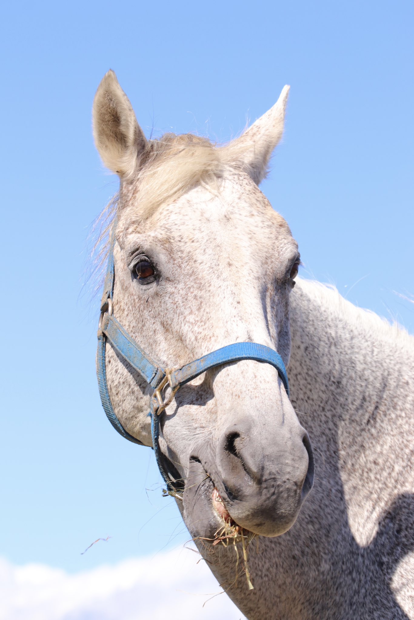 芦毛馬　置物 うらかわ優駿ビレッジAERU on X: 