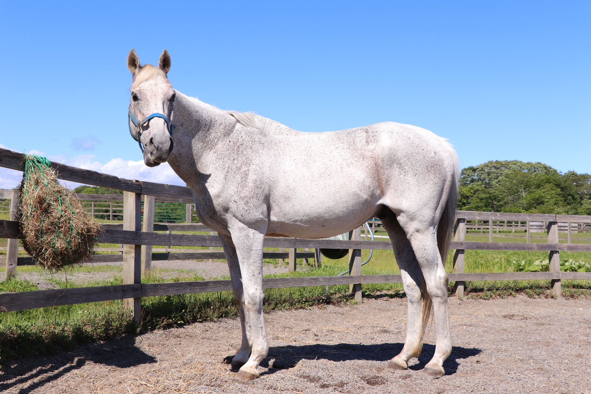 芦毛馬　置物 うらかわ優駿ビレッジAERU on X: 