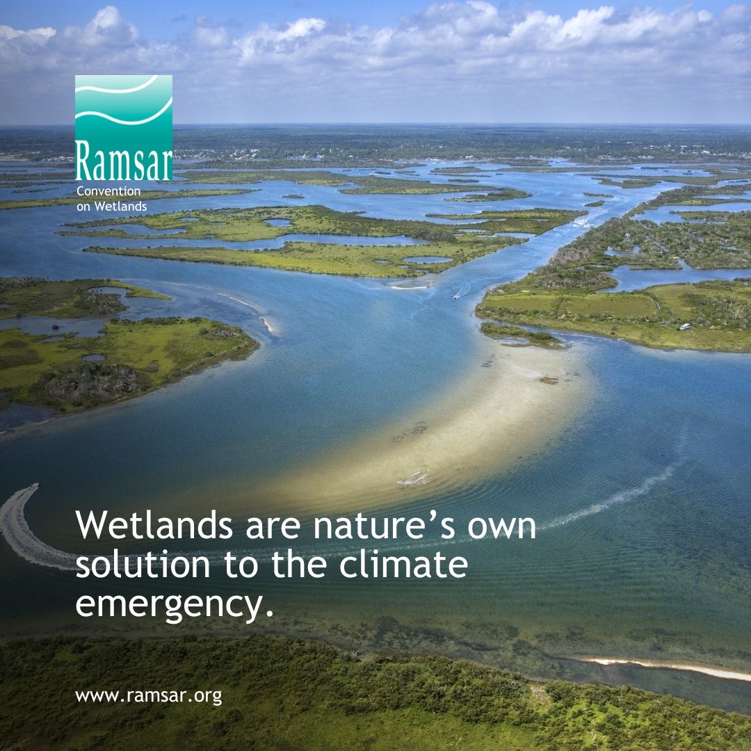 Wetlands capture and store more atmospheric carbon than any other ecosystem on Earth.

🌴 Coastal blue carbon ecosystems like mangroves, seagrass beds, and salt marshes account for approximately half of the total carbon sequestered in ocean sediments. 

waterdiplomat.org/story/2024/02/…