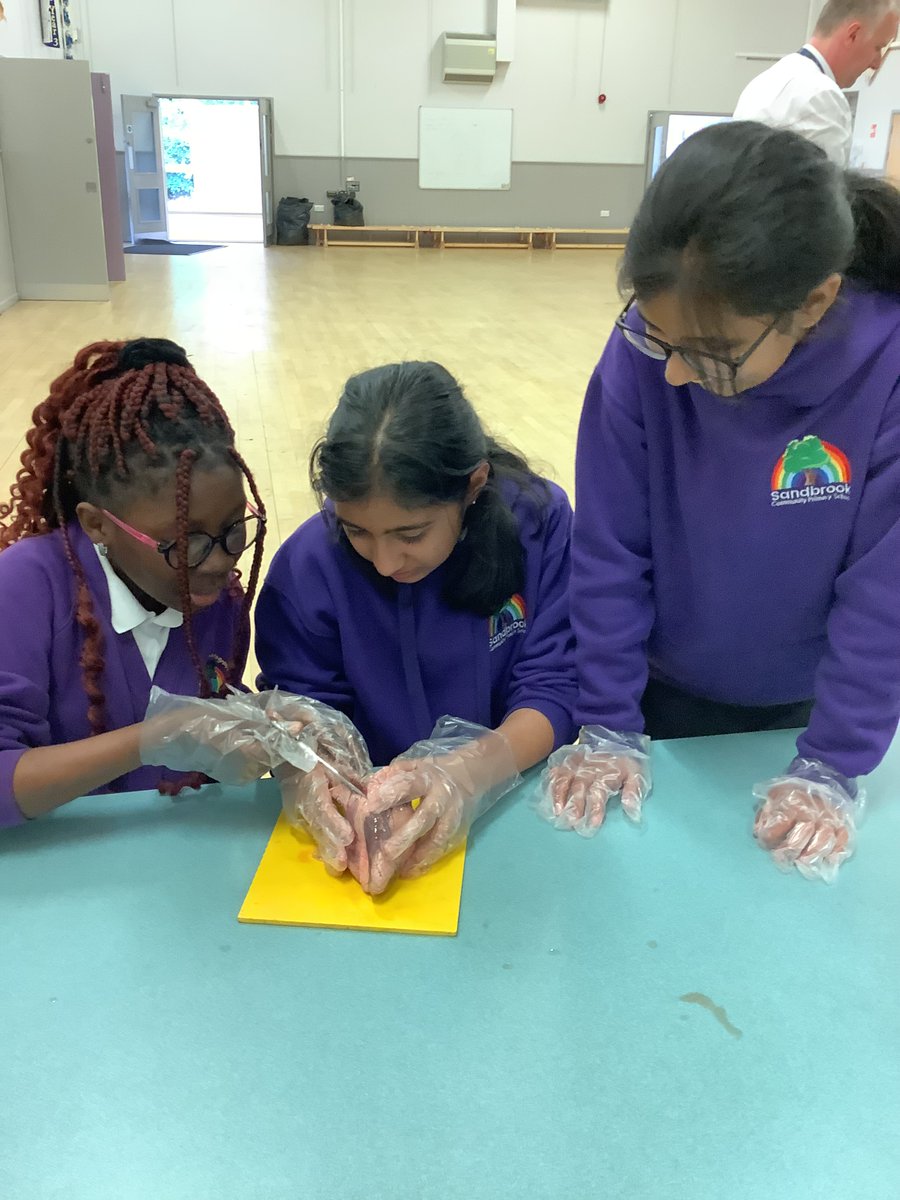 System Science Edu (@systemscienceed) on Twitter photo Look away if you're squeamish!
We recently led a dissection session for the Year 6 children at <a href="/SandbrookCPS/">Sandbrook CPS</a> where pupils had the opportunity to dissect an animal heart.
Everyone got stuck in - well done!
#watergrovetrust #providingmore Look away if you're squeamish!
We recently led a dissection session for the Year 6 children at <a href="/SandbrookCPS/">Sandbrook CPS</a> where pupils had the opportunity to dissect an animal heart.
Everyone got stuck in - well done!
#watergrovetrust #providingmore