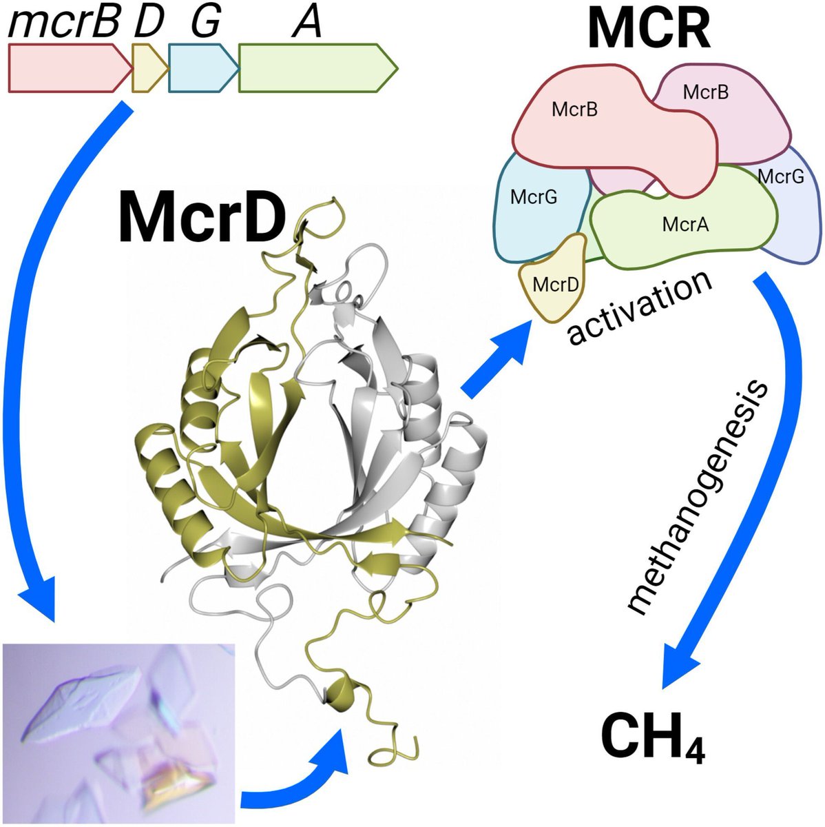 FEBSOpenBio's tweet image. The crystal structure of methanogen McrD, a methyl-coenzyme M reductase-associated protein
🔗buff.ly/3z64f7B
🥼@Andrew58149 @MasseyUni
#CrystalStructure #Methanogen