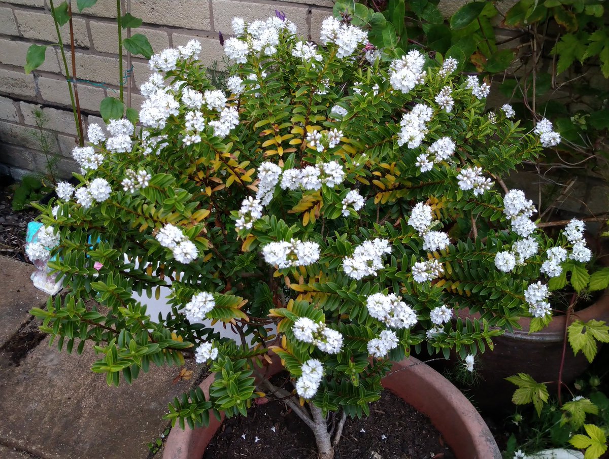 Emma Godley tweet media