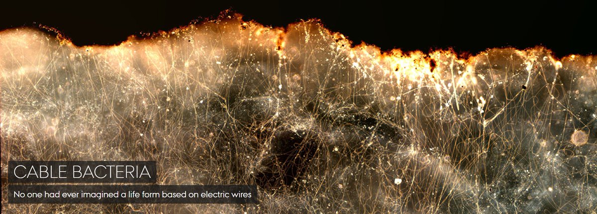 🚀 Exciting news! CEM has a brand-new website! 🌐 Get to know cable bacteria and explore the latest updates, projects, and team achievements now. Check it out here 👀: bio.au.dk/forskning/fors…
#Research #Innovation #cablebacteria