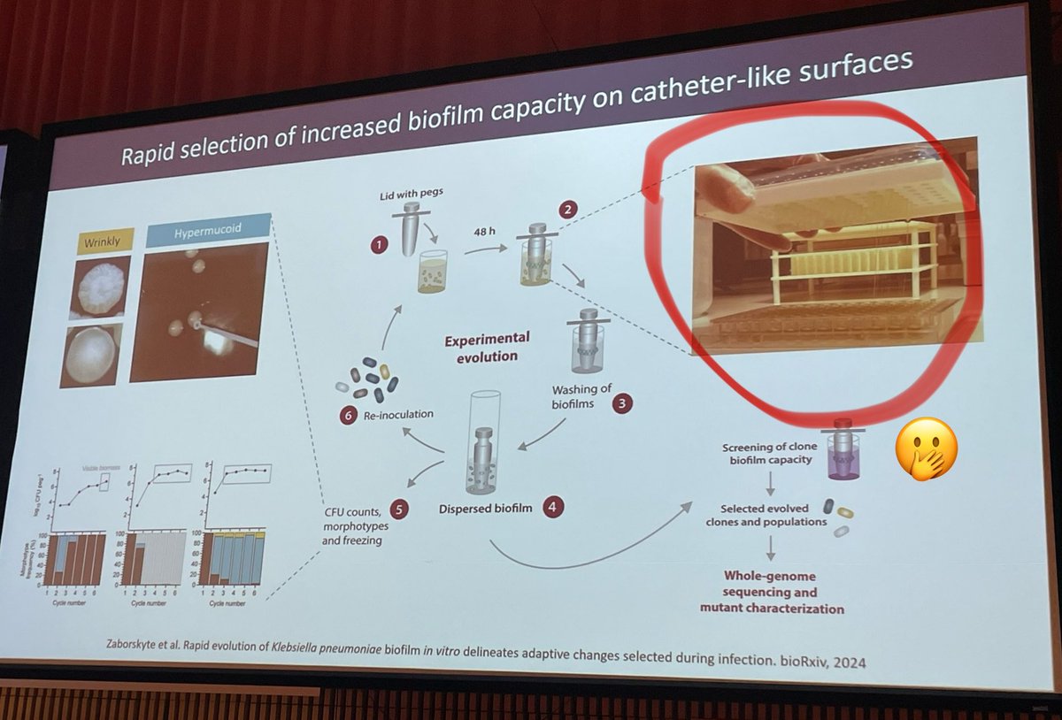 Dr Greta Zaborskyte’s talk on Klebsiella pneumoniae biofilm &amp; its evolutionary trajectories was super interesting! 

Particularly grossed out by the slide showing the thick strings of biofilm on the pegs of her model 🤢🥴 

#EuroBiofilms2024 
<a href="/esgb_escmid/">ESGB</a> <a href="/ESCMID/">ESCMID</a>