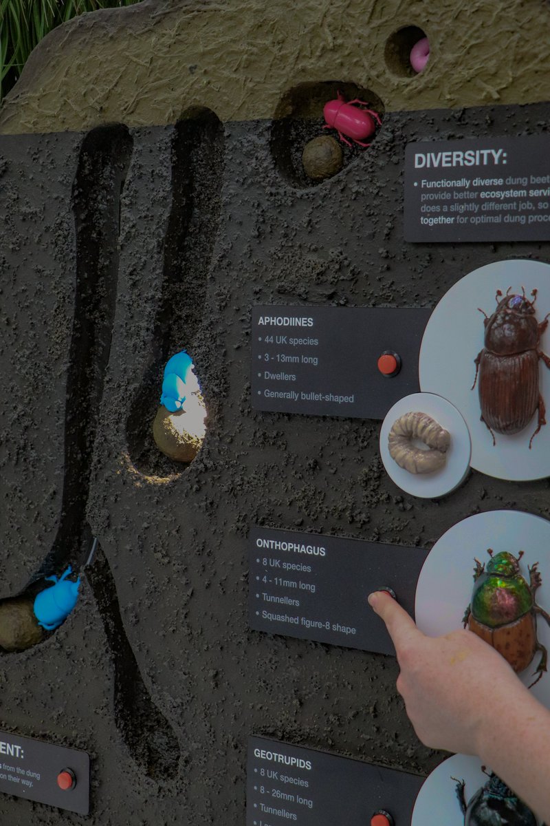 Amalgammodels's tweet photo. We created this giant Cow Pat Dung Beetle demonstration unit for @Rothamsted. Its on show at @Groundswellaguk. Its purpose is to educate about the benefits of cultivating native dung beetle species in the UK and their positive impact on farming. #wearemakers #educational #farming https://t.co/imN7K1DFV8