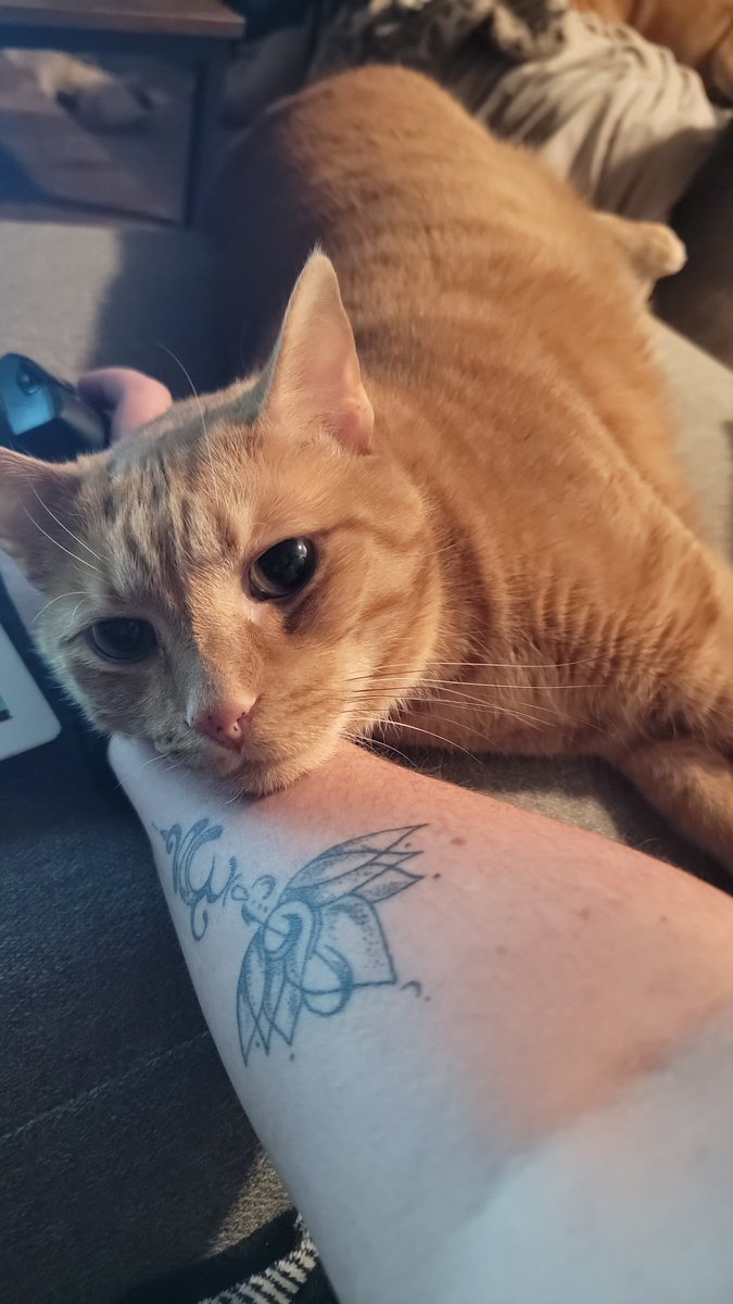 Hafatam1's tweet photo. Mommy says "I need to work!!!" I say "NOPE"
#ash #cuddlekitty #intheway #youdontneedthatarm #mine @KrimsonRogue https://t.co/SvajyNMoTN