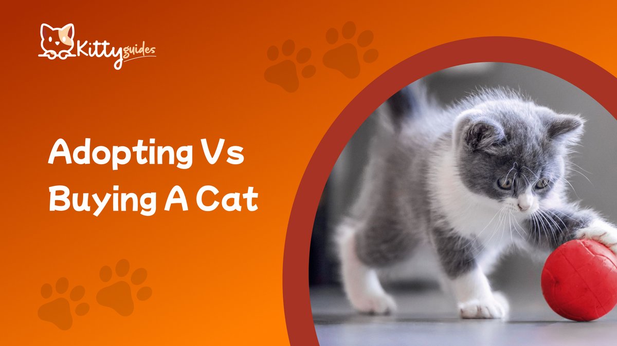 KittyGuides's tweet photo. Adopting vs buying a cat: Weigh the pros and cons to make an informed decision about adding a feline friend to your home.

𝐑𝐞𝐚𝐝 𝐌𝐨𝐫𝐞: https://t.co/XHG2yJJJ2P

#AdoptDontShop #CatAdoption #AdoptingVsBuying #FelineFriend #CatLover #PetAdoption #ChooseAdoption #CatParenting https://t.co/PhEMs7FPhO