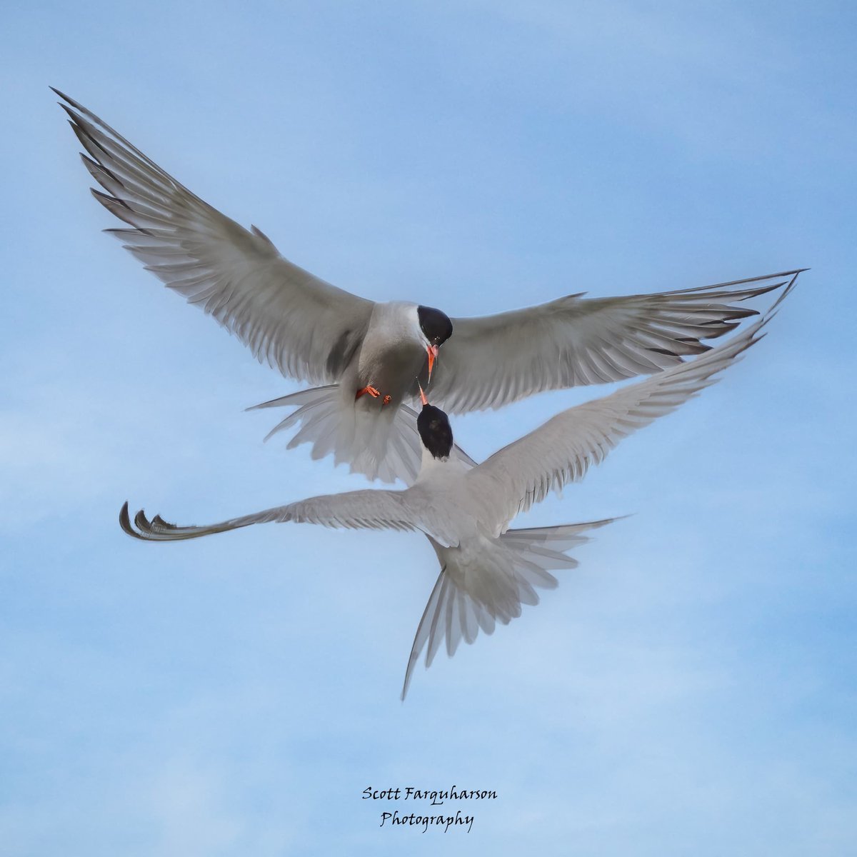 Common Terns! 
Scottfa.picfair.com

#birds #bird #birdwatching #birdphotography  #nature #BirdsOfTwitter #wildlife #wildlifephotography #BirdsSeenIn2023  #wildlifephotograph #NaturePhotography #Twitter #TwitterNatureCommunity #birdphotography