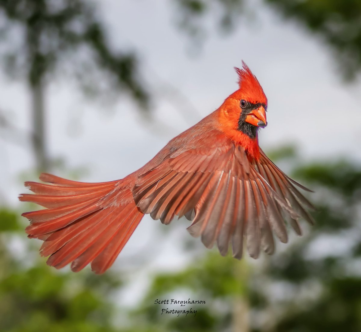 Northern Cardinal! 
Scottfa.picfair.com

#birds #bird #birdwatching #birdphotography  #nature #BirdsOfTwitter #wildlife #wildlifephotography #BirdsSeenIn2023  #wildlifephotograph #NaturePhotography #Twitter #TwitterNatureCommunity #birdphotography