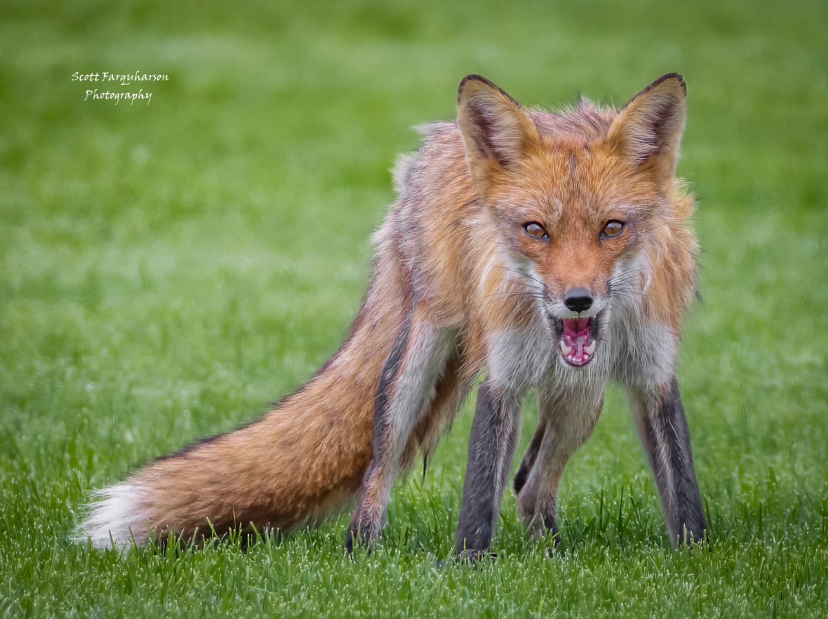 American red Fox! 
Scottfa.picfair.com

   #nature  #wildlife #wildlifephotography  #wildlifephotograph #NaturePhotography #Twitter #TwitterNatureCommunity
