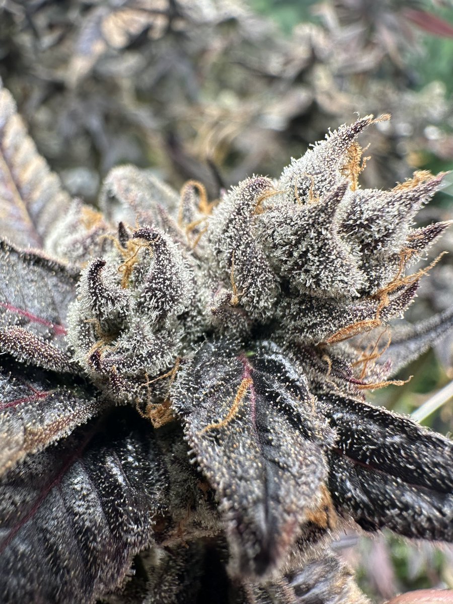 Space Jammin'🚀

Terp profile: Jet fuel, caramel, and aged dark rum 

More info available at genetixmatter.com