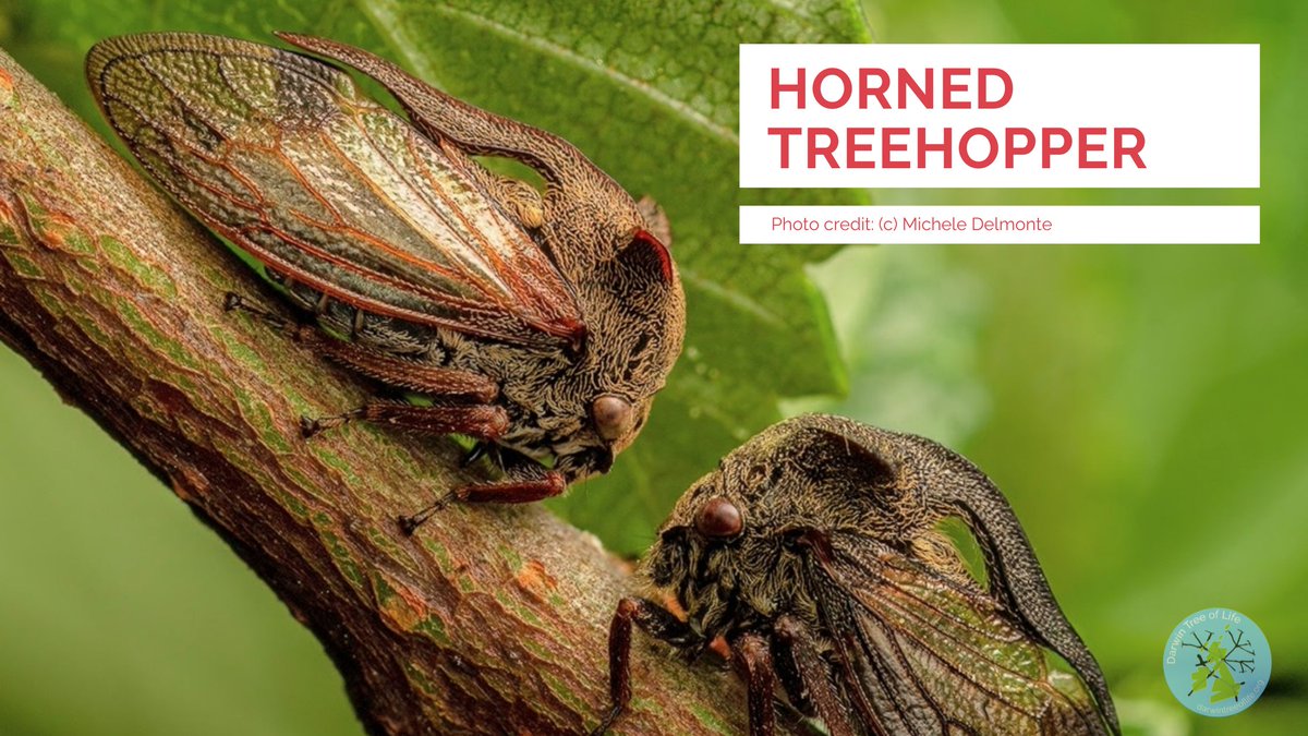 Darwin Tree of Life (@darwintreelife) on Twitter photo We asked you which insect you'd like featured for #InsectWeek and something from the family Membracidae was suggested.
In the U.K., the horned treehopper is one of just two treehoppers here. We are sequencing its genome <a href="/sangerinstitute/">Wellcome Sanger Institute</a>.
Any more suggestions for <a href="/insectweek/">Insect Week</a>? We asked you which insect you'd like featured for #InsectWeek and something from the family Membracidae was suggested.
In the U.K., the horned treehopper is one of just two treehoppers here. We are sequencing its genome <a href="/sangerinstitute/">Wellcome Sanger Institute</a>.
Any more suggestions for <a href="/insectweek/">Insect Week</a>?
