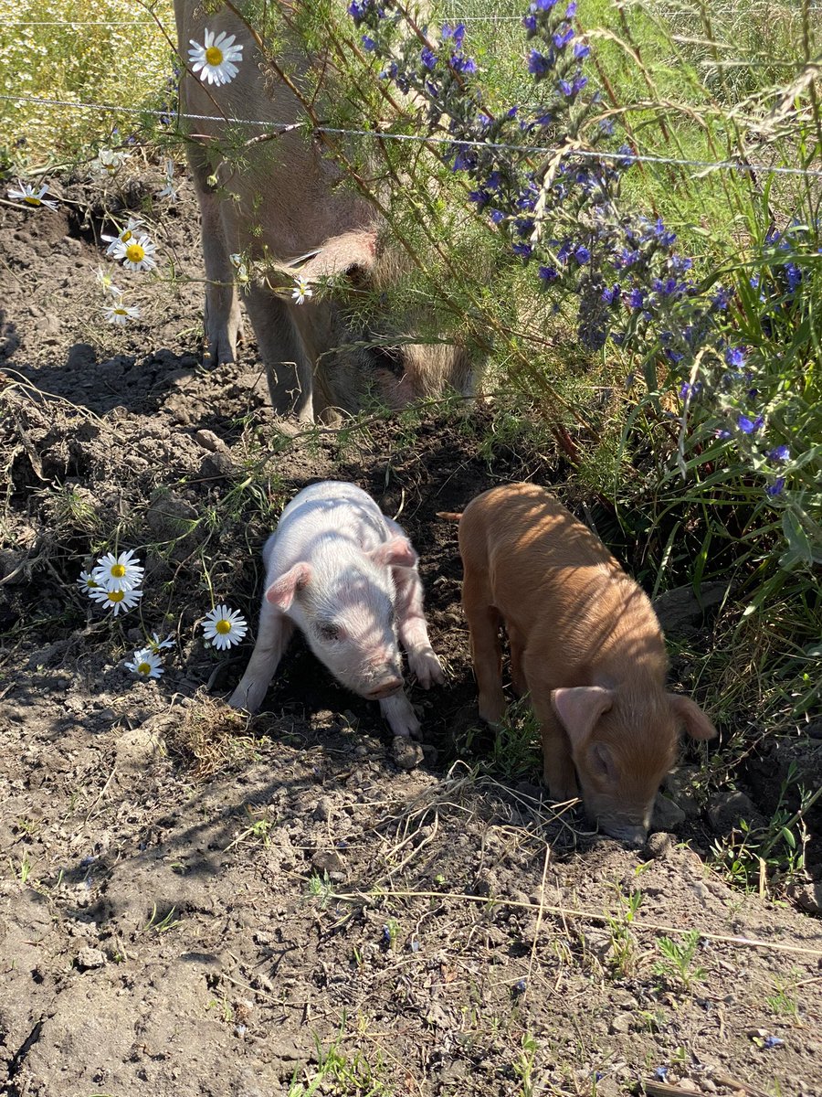 MariaRorvang's tweet photo. Field-work level 💯 This project venue is such a blessing, and the pigs are just too cute. The MSc student is doing an amazing job mapping all elimination events on gps while also noting all behaviour around it🤓 #proudsupervisor #thenaturalpigtoilet #pigbehaviour #pigolfaction https://t.co/GPrYSY8NDf