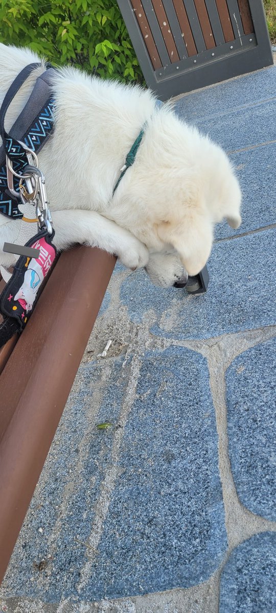 siasura's tweet photo. 방아깨비 보는 중...

저번에 냄새 맡으려다 얼굴 틱 맞은거 무서워서 
가까이는 못 가고 저러고 보고 있음... https://t.co/mLShJAw7XY