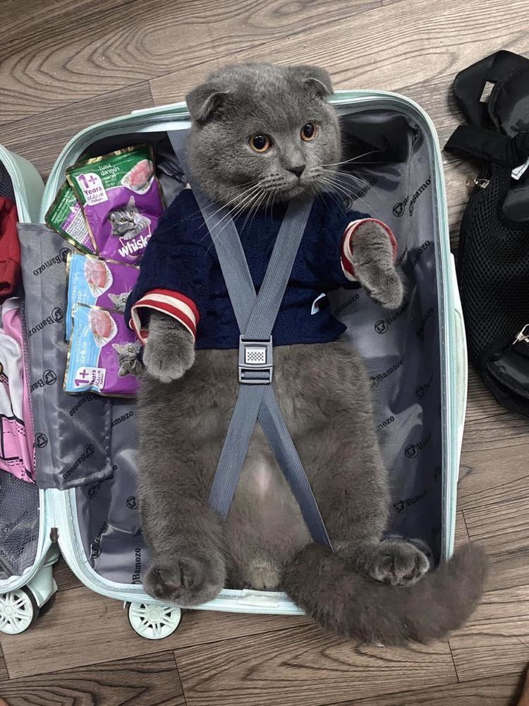 Why you should have a cat (@shouldhavecat) on Twitter photo 