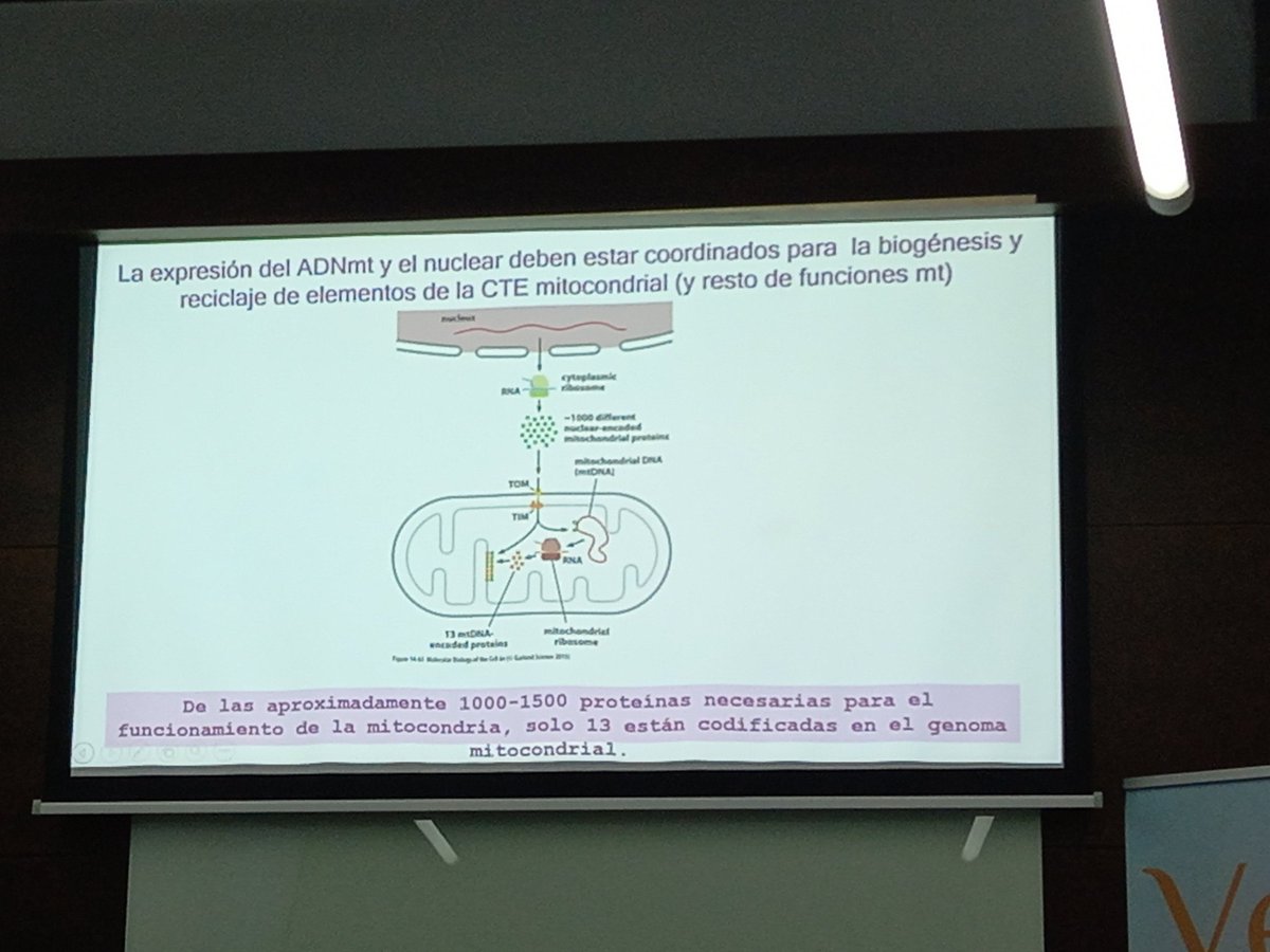 Profesora Gloria Brea en el curso El reto de la Atención Primaria en el diagnostico de las Enfermedades mitocondriales #formación #aepmi #UPO #enfermedadesmitocondriales