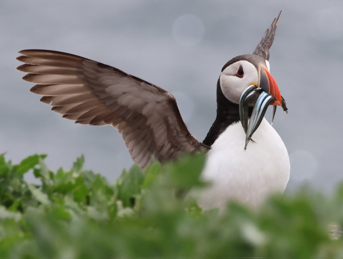 EmmaLPreece's tweet photo. An amazing boat trip to the Farne Islands on board Serenity @thefarnes. A thread of some of my favourite photos #farneislands #puffins #guillemots #terns #kittiwakes #razorbills #gannets https://t.co/LrOIBSkKYQ