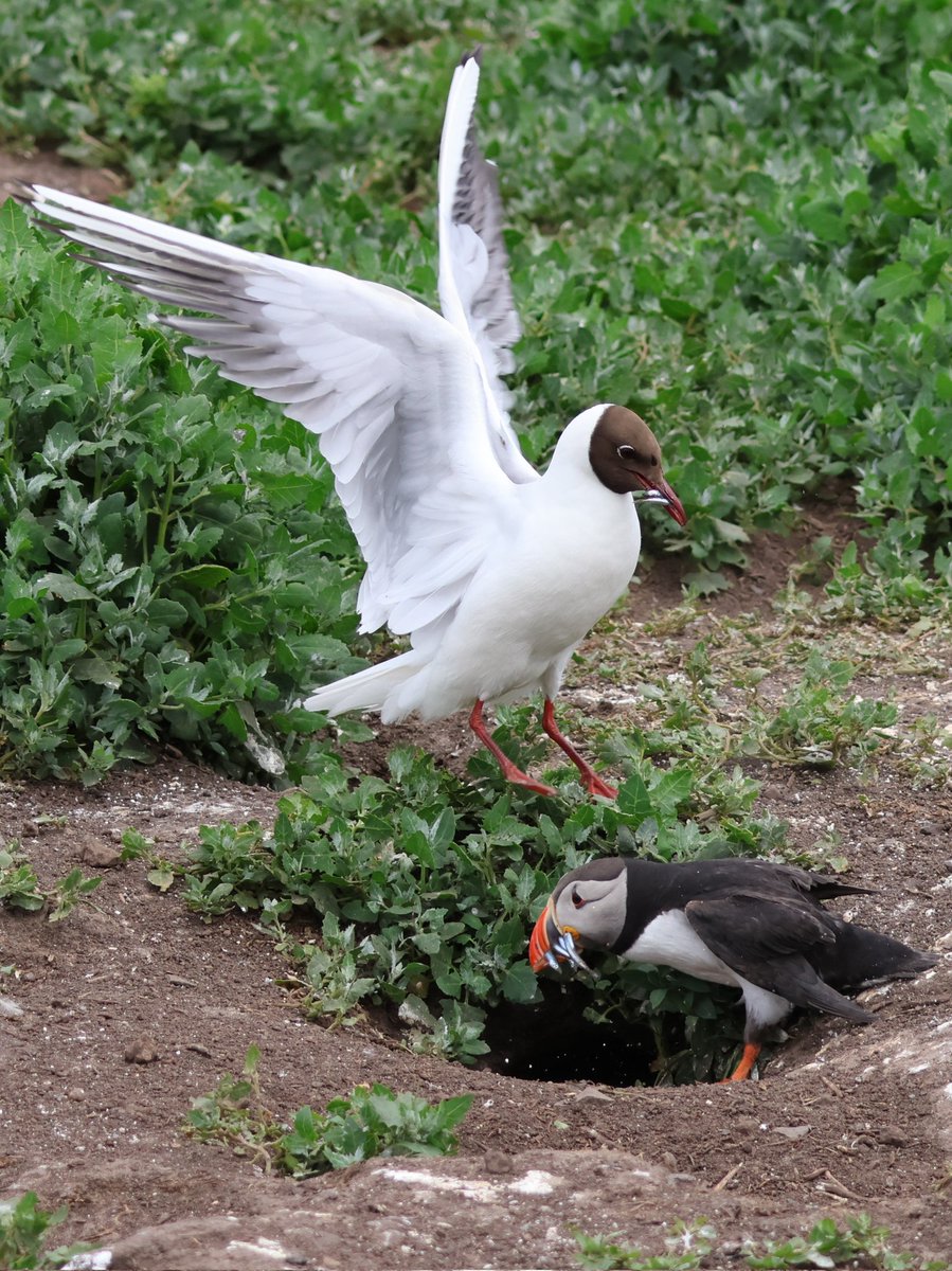 EmmaLPreece's tweet photo. An amazing boat trip to the Farne Islands on board Serenity @thefarnes. A thread of some of my favourite photos #farneislands #puffins #guillemots #terns #kittiwakes #razorbills #gannets https://t.co/LrOIBSkKYQ