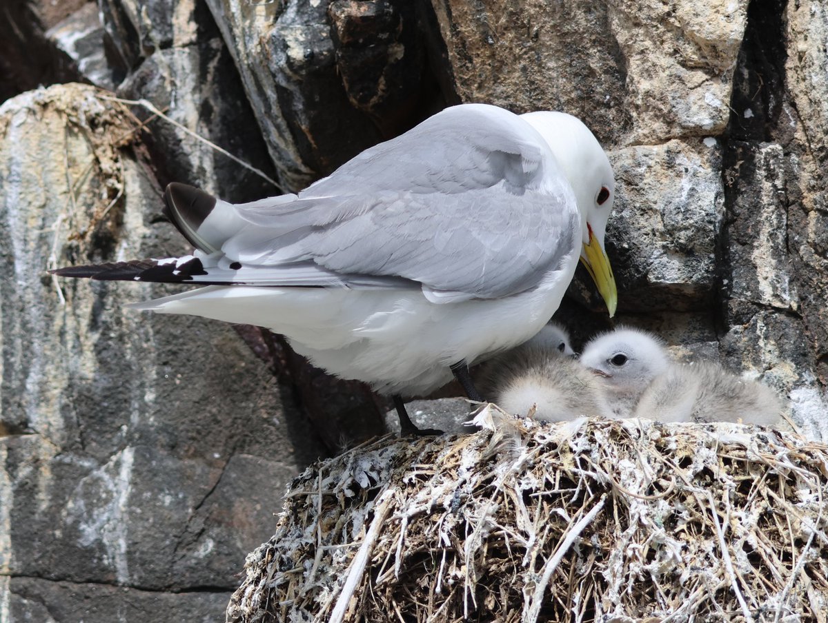 EmmaLPreece's tweet photo. An amazing boat trip to the Farne Islands on board Serenity @thefarnes. A thread of some of my favourite photos #farneislands #puffins #guillemots #terns #kittiwakes #razorbills #gannets https://t.co/LrOIBSkKYQ