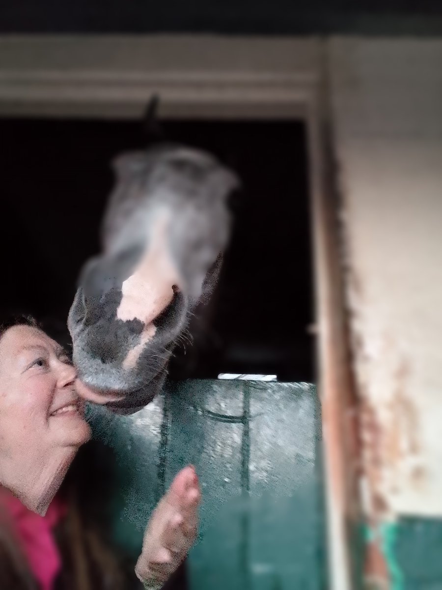 beverley_coult's tweet photo. Best of luck to our boy Confederation (Gus) and Oliver Brown, riding in the Stable Staff race @NottsRacecourse this afternoon. Team Gus&Olly will be there in force cheering you on ๐ช๐ช๐๐๐ฅฐ๐ฅฐ @dylancunha_uk #StableStaffWeek https://t.co/IunpfvF5QK