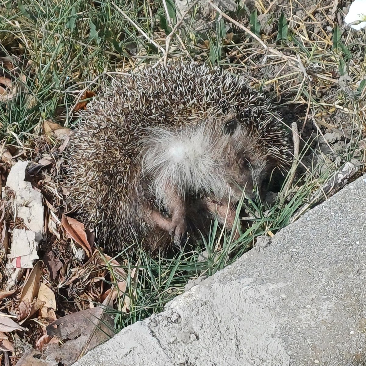 alpaysalt's tweet image. Kirpi ölüsünü ne veteriner birimi ne de temizlik birimi kaldırmıyor, bütün gece köpek havlaması iyyklemesi yüzünden pencereyi kapatmak zorunda kaldık, büyük ihtimalle başıboş köpekler bu doğal hayatın dostu yaban hayvanını kıstırıp hallettiler. #başıboşköpekler ekolojiye tehdit!