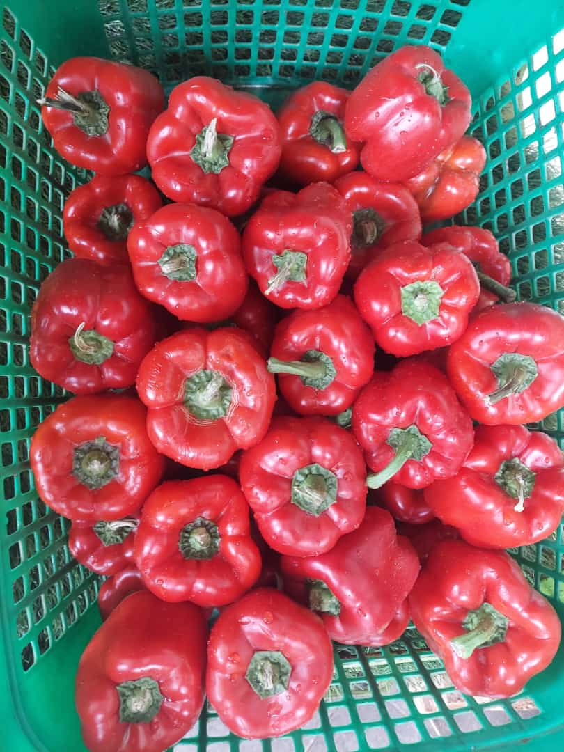 JDfarmingworld's tweet photo. It's a mega Thursday and we have variety! 🤩🤗.. just place your order osirike..🤫 #JDFW #MegaThursday https://t.co/OwYePPvEyQ