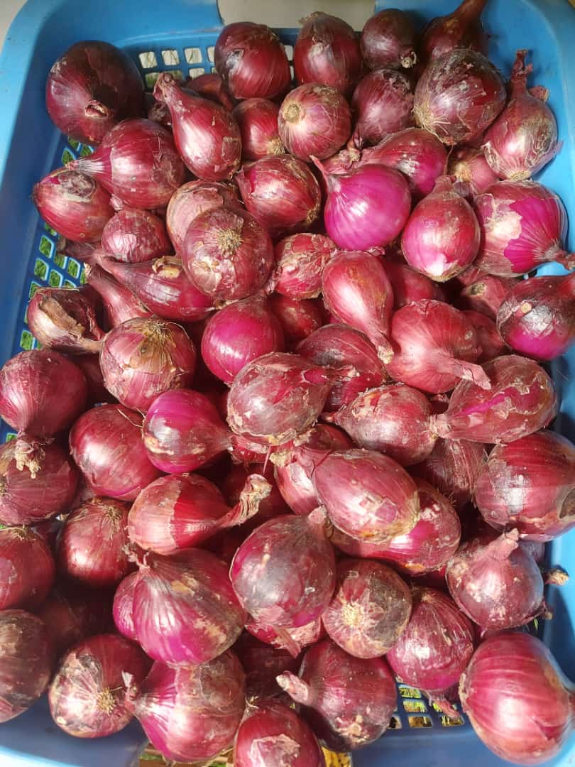 JDfarmingworld's tweet photo. It's a mega Thursday and we have variety! 🤩🤗.. just place your order osirike..🤫 #JDFW #MegaThursday https://t.co/OwYePPvEyQ