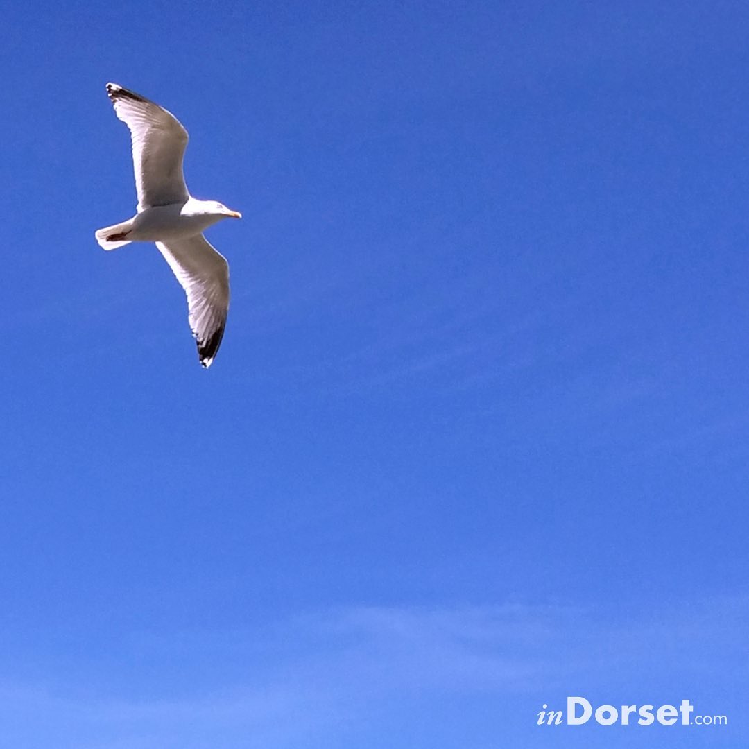 inDorsetuk's tweet photo. Blue Sky! 🌤️ https://t.co/RsQgZVIFsj