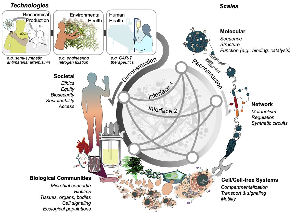 Big news from <a href="/NUSynBio/">Northwestern CSB</a> - today we launch our new approach to teach #syntheticbiology <a href="/NatureComms/">Nature Communications</a>

nature.com/articles/s4146…

Framing #synbio across scales allows anyone to learn this exciting field

Integrating the societal scale promotes responsible innovation

To the future!