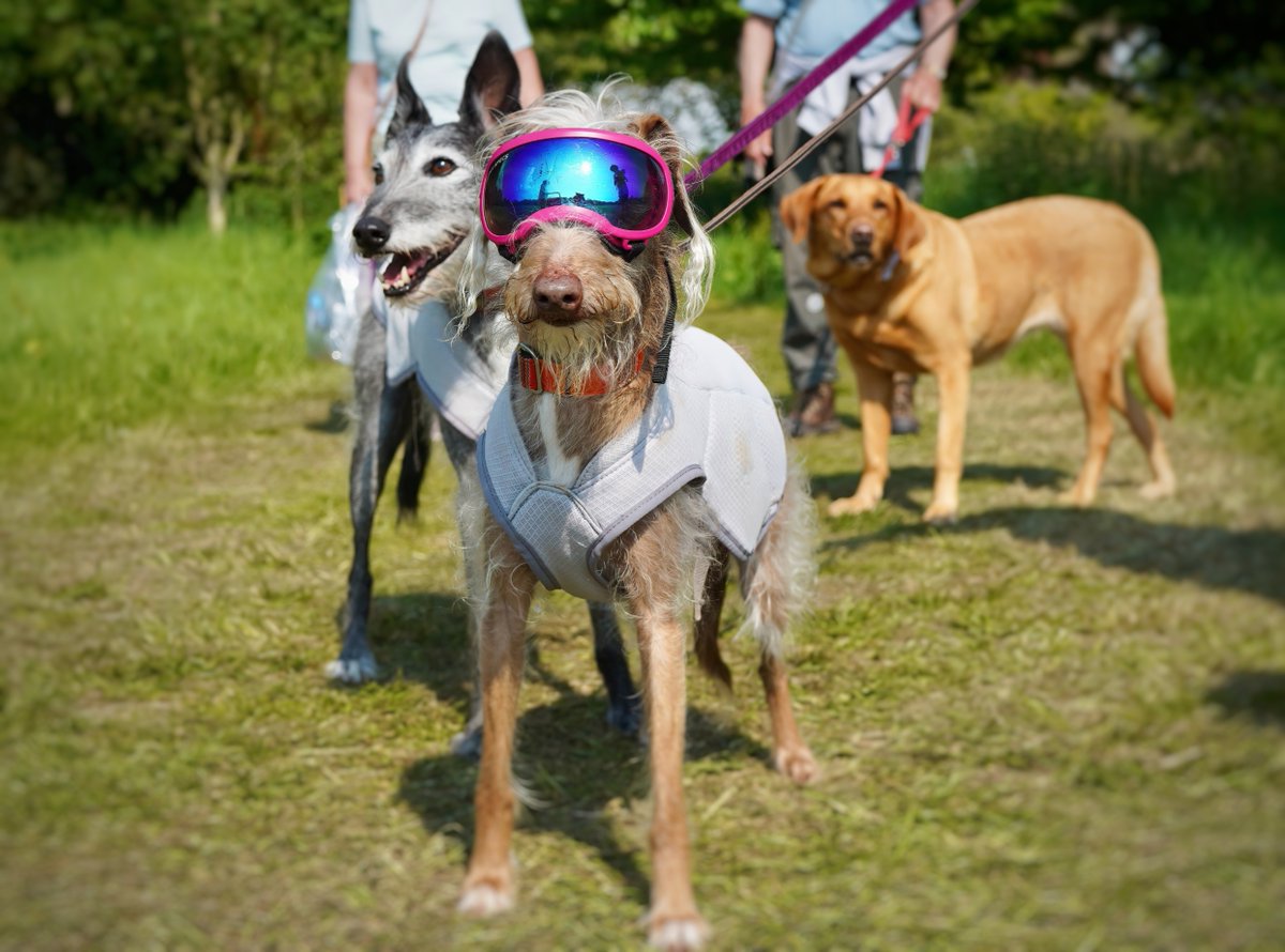 BBC Radio Ulster (@bbcradioulster) on Twitter photo Gracie May says "Get your shades on and let's pretend there's some sunshine!"
This gorgeous girl features in this weeks Alright, pet? with <a href="/amwallace_NI/">Anne-Marie Wallace</a> and <a href="/RobAdamsVet/">Rob Adams</a>
Listen to all episodes on <a href="/bbcsounds/">BBC Sounds</a> any time
bbc.in/4cguTZT Gracie May says "Get your shades on and let's pretend there's some sunshine!"
This gorgeous girl features in this weeks Alright, pet? with <a href="/amwallace_NI/">Anne-Marie Wallace</a> and <a href="/RobAdamsVet/">Rob Adams</a>
Listen to all episodes on <a href="/bbcsounds/">BBC Sounds</a> any time
bbc.in/4cguTZT