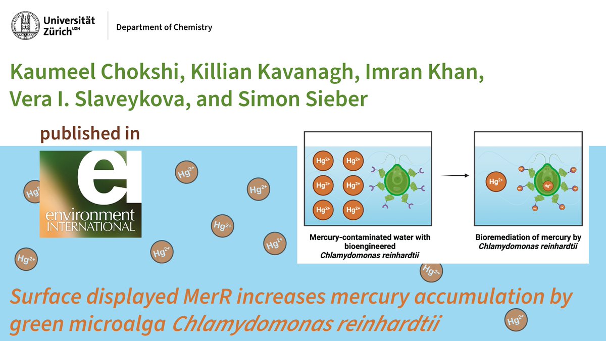 UZH Chemistry (@uzh_chemistry) on Twitter photo A novel approach utilizing the cell surface display system in 𝘊. 𝘳𝘦𝘪𝘯𝘩𝘢𝘳𝘥𝘵𝘪𝘪 for its potential application in bioremediation published in Environment International: sciencedirect.com/science/articl…
<a href="/Kaumeel_Chokshi/">Kaumeel Chokshi</a>
<a href="/ecotox_UniGe/">Slaveykova Vera</a>
<a href="/Simon__Sieber/">Simon Sieber</a>
<a href="/UZH_Chemistry/">UZH Chemistry</a> A novel approach utilizing the cell surface display system in 𝘊. 𝘳𝘦𝘪𝘯𝘩𝘢𝘳𝘥𝘵𝘪𝘪 for its potential application in bioremediation published in Environment International: sciencedirect.com/science/articl…
<a href="/Kaumeel_Chokshi/">Kaumeel Chokshi</a>
<a href="/ecotox_UniGe/">Slaveykova Vera</a>
<a href="/Simon__Sieber/">Simon Sieber</a>
<a href="/UZH_Chemistry/">UZH Chemistry</a>