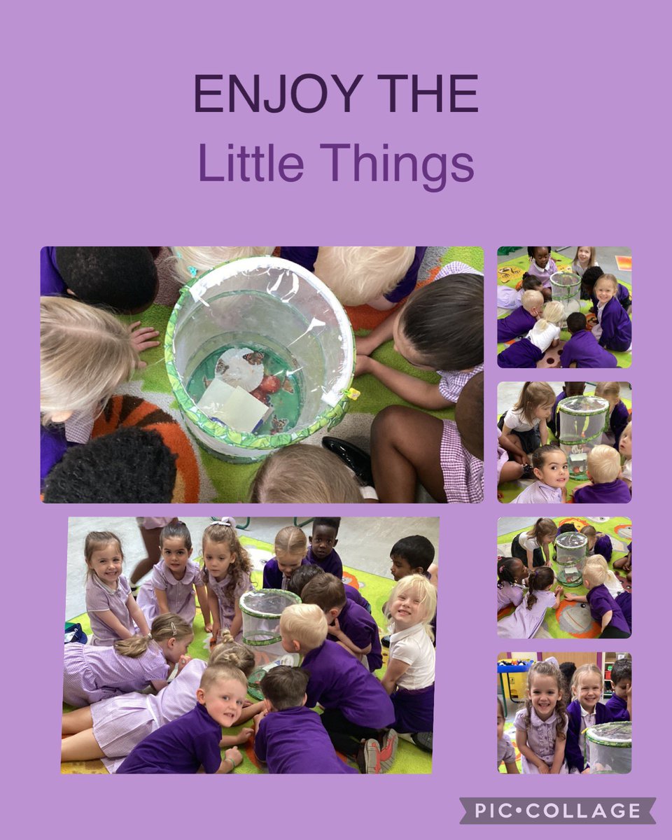 sjohnvianney's tweet image. We have butterflies! #SJVNursery #lifecycles #effectivelearning