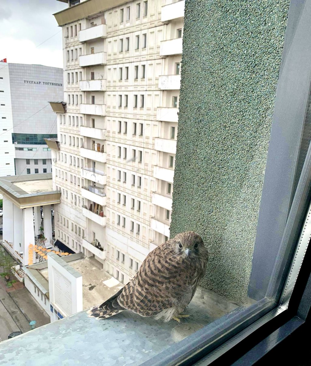 🇲🇳 Үндэсний бахархалт Шонхор шувуу цонхон дээр ирж суулаа. 🪶
Н.Алтанхуягийн Засгийн газрын 2012 оны 10 дугаар сарын 20-ны хуралдаанаар тухайн үеийн БОНХЯ-аас Шонхор шувууг үндэсний бахархалт шувуу болгох тухай тогтоолыг батлуулсан юм.
Сайны дохио буй заа! 🇲🇳