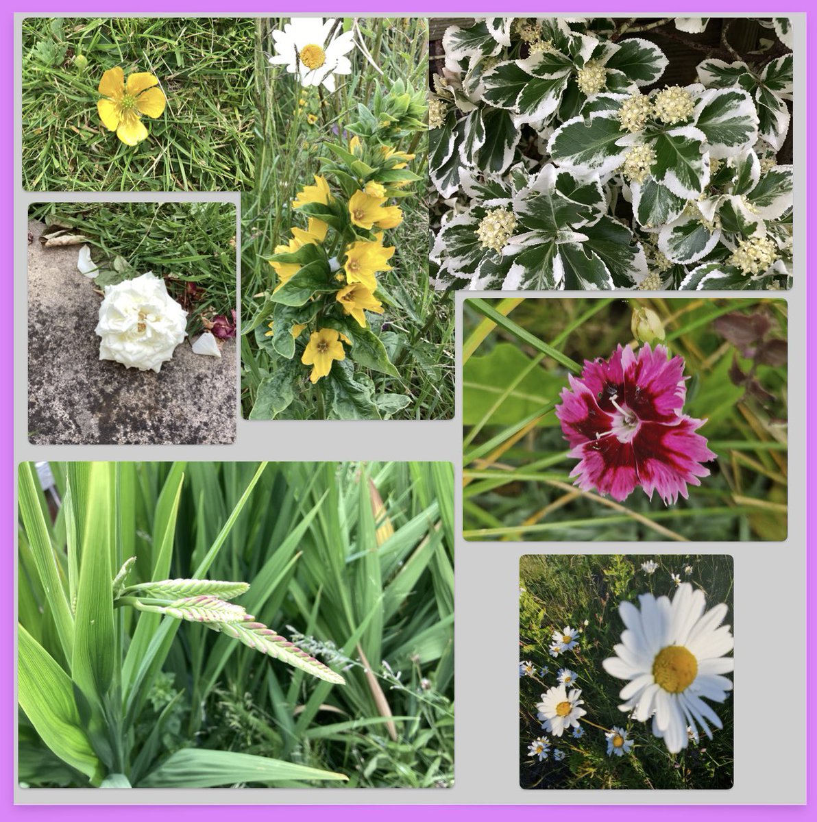 AntheaJames3's tweet photo. #TwitterFriends I hope your Thursday is going well. A few random bits from my library, including the #FallenRose and the lonely #Buttercup 🥰 #GardeningTwitter #ThursdayFunDay https://t.co/1nfIW29PIr