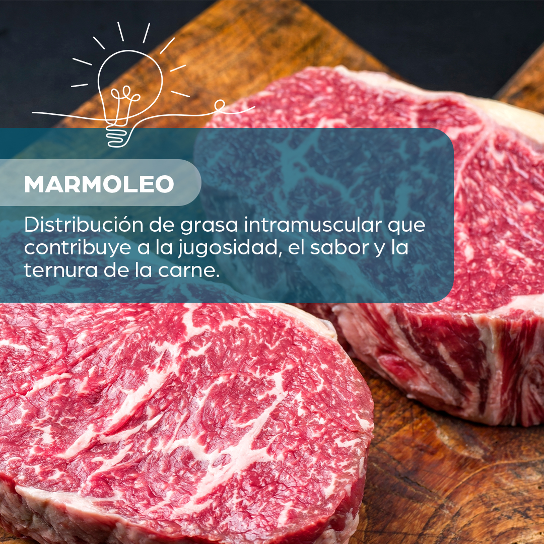 🥩Aparece como vetas blancas o manchas en el músculo y se considera una característica deseable en carnes de alta calidad, especialmente en cortes de carne de vacuno.
🐂Las dietas ricas en carbohidratos y grasas, y un manejo adecuado del ganado ayudan a aumentar el #marmoleo en