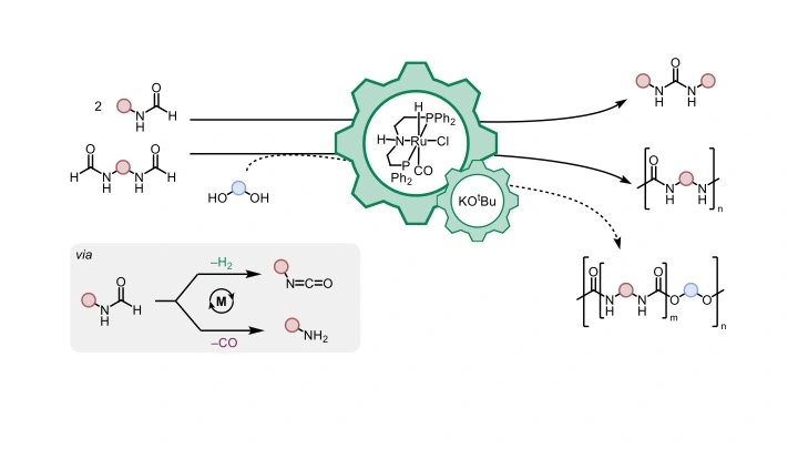 Happy to share this article from our group (<a href="/JamezLuk/">James Luk</a>, Nachiket) in collaboration with Michael Buehl, <a href="/ali_goodfellow/">Ali Goodfellow</a> <a href="/StAndrewsChem/">St Andrews School of Chemistry</a> now online on <a href="/ChemRxiv/">ChemRxiv</a> on making polyureas and polyurea-urethanes using Ru #pincer catalysts. See here: chemrxiv.org/engage/chemrxi…