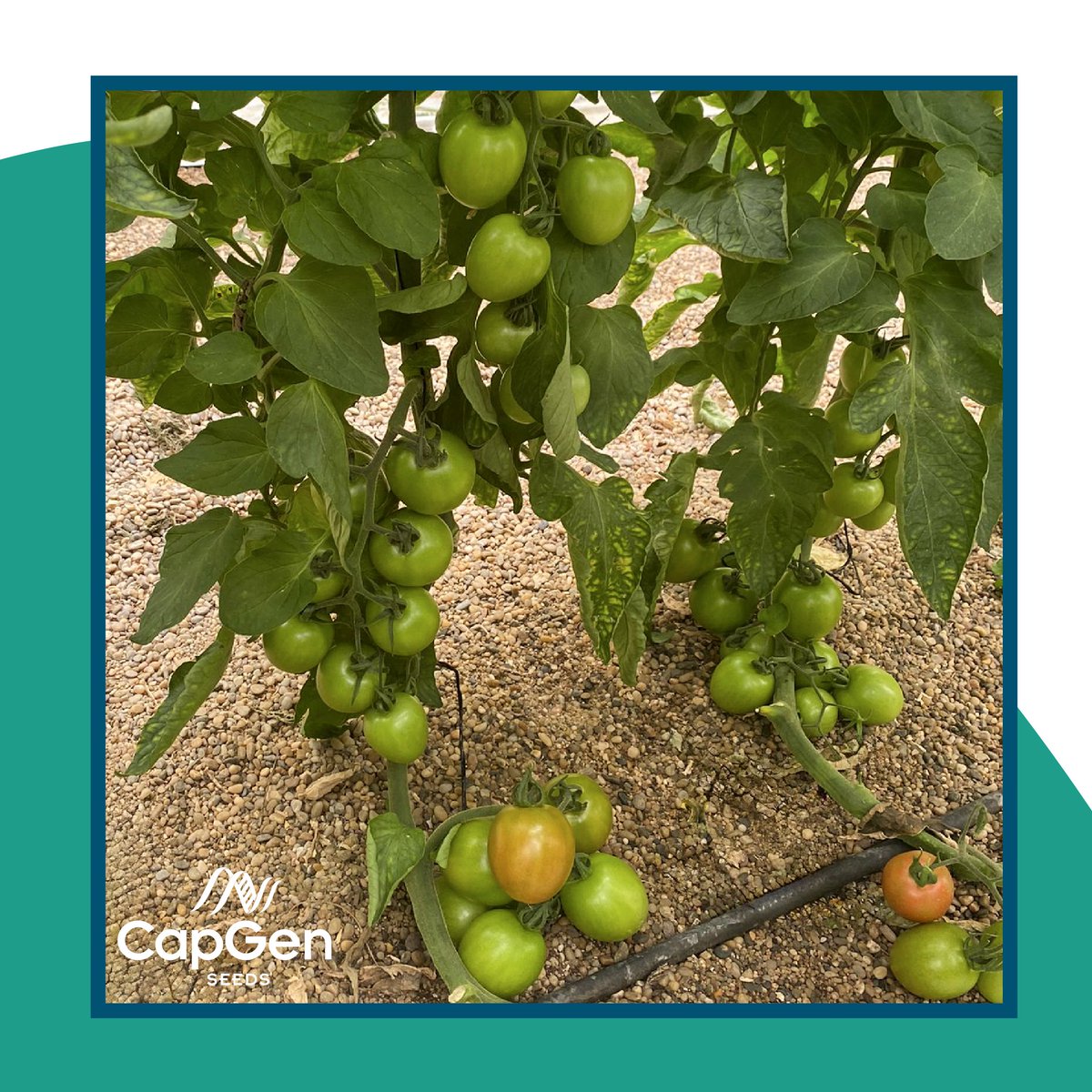 CapgenSeeds's tweet photo. #Asterix: calidad, productividad y resistencia en tomate🍅
¿Buscas un #tomatepera exportación resistente y productivo?🌱
Es ideal para cualquier #cultivo, ofrece alta productividad en ciclos cortos y largos, frutos uniformes con larga vida postcosecha y resistencia a #rugoso🛡️ https://t.co/wQhhCczrde