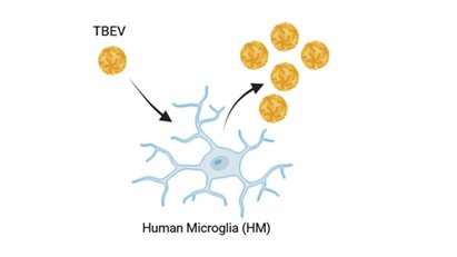 Ruzek Lab (@labruzek) on Twitter photo Check out new research from <a href="/LabRuzek/">Ruzek Lab</a>  demonstrating that TBEV can infect human microglia in the brain, with strain-dependent differences in viral replication and immune responses. 🧠🦠🔬sciencedirect.com/science/articl… Check out new research from <a href="/LabRuzek/">Ruzek Lab</a>  demonstrating that TBEV can infect human microglia in the brain, with strain-dependent differences in viral replication and immune responses. 🧠🦠🔬sciencedirect.com/science/articl…