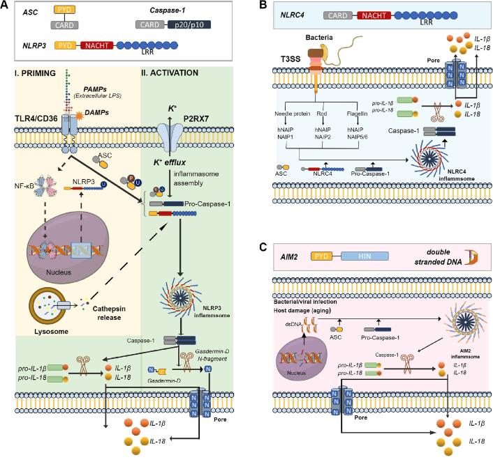 ReibergerThomas's tweet photo. #Inflammasomes
How is a type 1 immune response to #DAMPs & #PAMPs connected to inflammasome signaling?
Lean how hepatic toll-like receptors &
nucleotide-binding oligomerization domain-like receptors (NLRs) drive liver disease
📕@JHepatology
https://t.co/mOSWb8fElP https://t.co/5acY7uiBxh