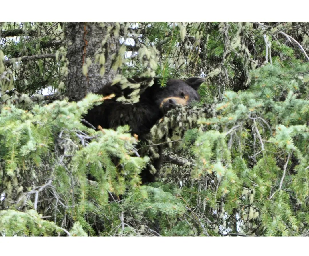 MelfPhotography's tweet photo. Black Bear sleeping on a tree, Jasper Nacional Park 🇨🇦 #Photography #Nikon #Fotografía #Canada #Jasper #Bears #Travel https://t.co/WQIlC37lgn