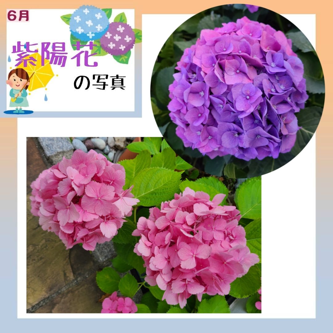 hirotoruto's tweet photo. 6月のお題『紫陽花の写真』
ピンクの紫陽花！

#お題係 #ヒロトルト #ｈｒ #ｒｔ

👇rutoの回答はこちら！ https://t.co/R4NUt6Gw6Q