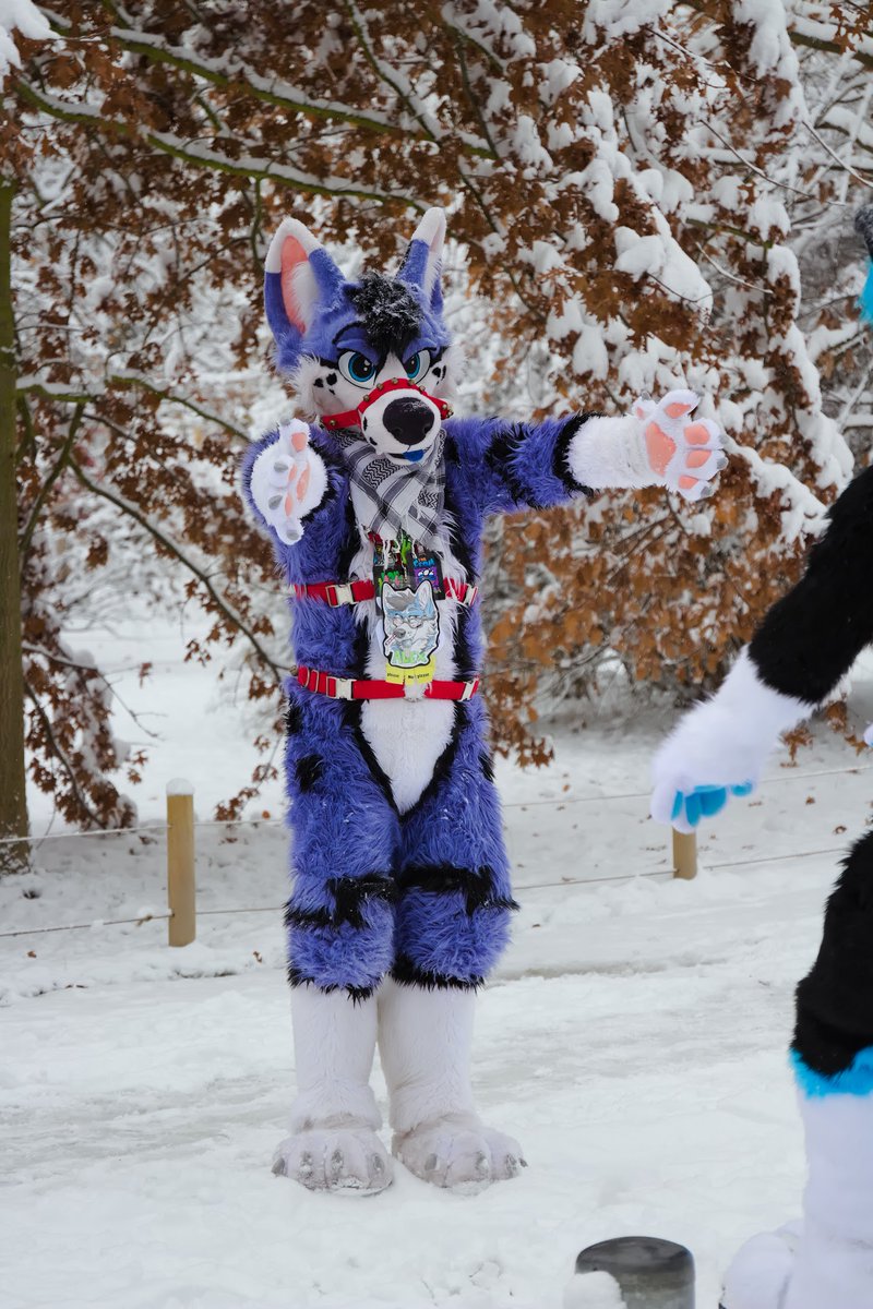 How I wait to welcome winter again! (I'm a Husky and it's hot in summer) #FursuitFriday 

📸<a href="/Derooshep/">Deroo</a>