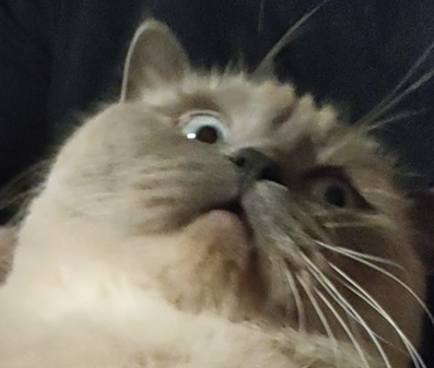BudVZab's tweet photo. Such a drama queen
#DailyCloudTheCat #DailyCloud #Cat #CatsofTwitter #CatsOfTwitter https://t.co/3eVYDJugwX